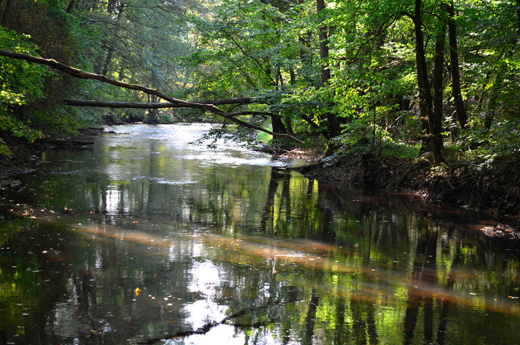 Kleiner Bach mit üppiger Natur im Nationalpark Main-Spessart ideal für Wanderungen in Unterfranken
