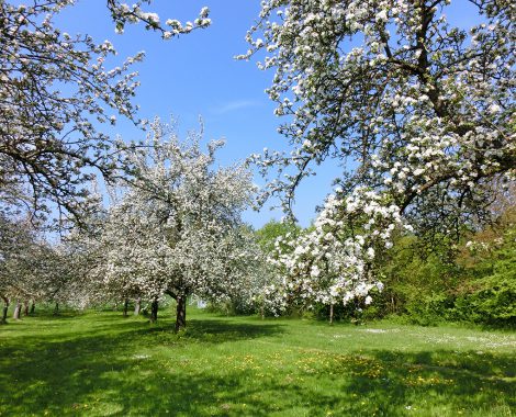 Grüne Obstbaumwiese vor dem Hotel Imhof in Gemünden mit zahlreichen Blüten bei Sonnenschein